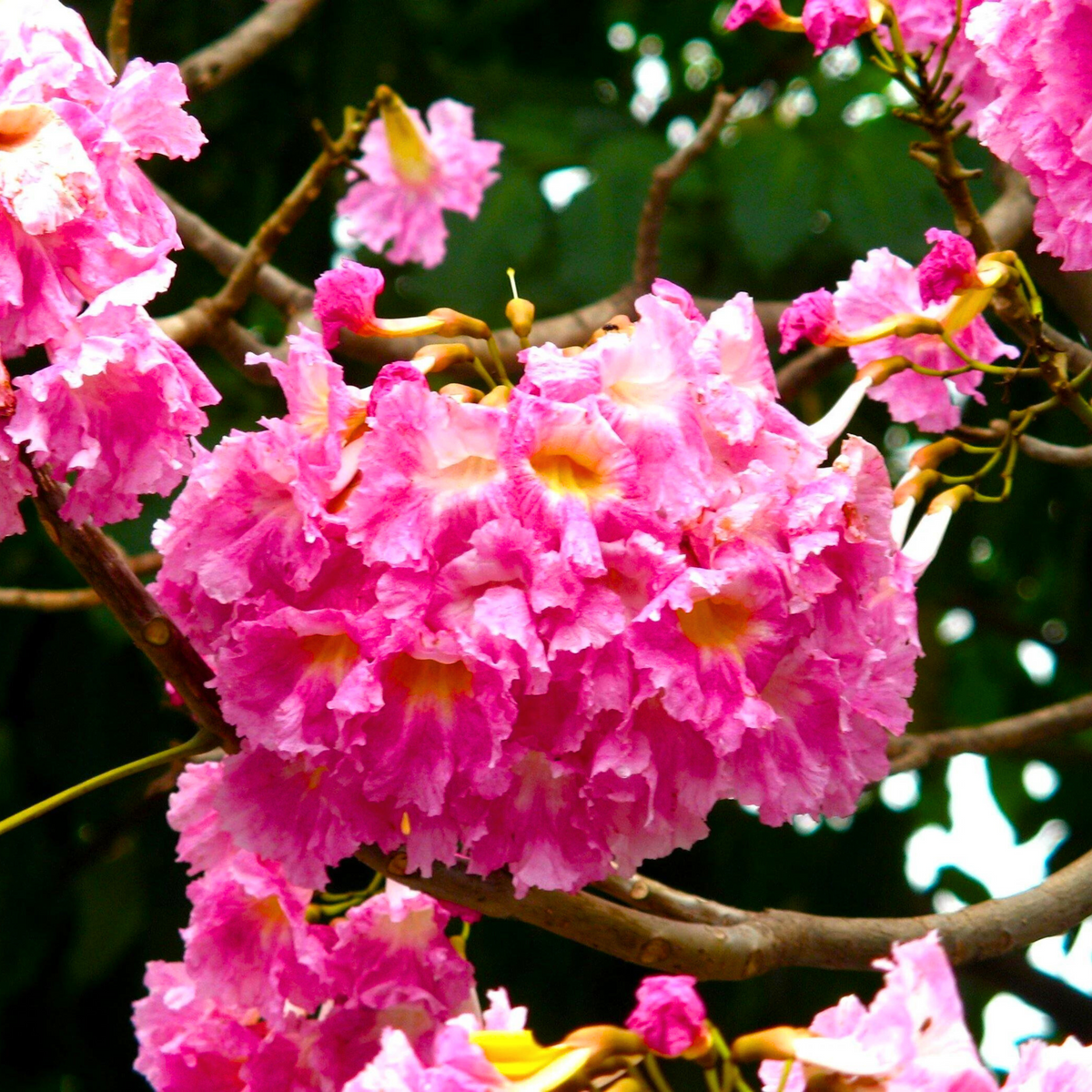 Bugle Tree Rosy Trumpet Tree (Tabebuia Rosea) Live Plant – Bloomica