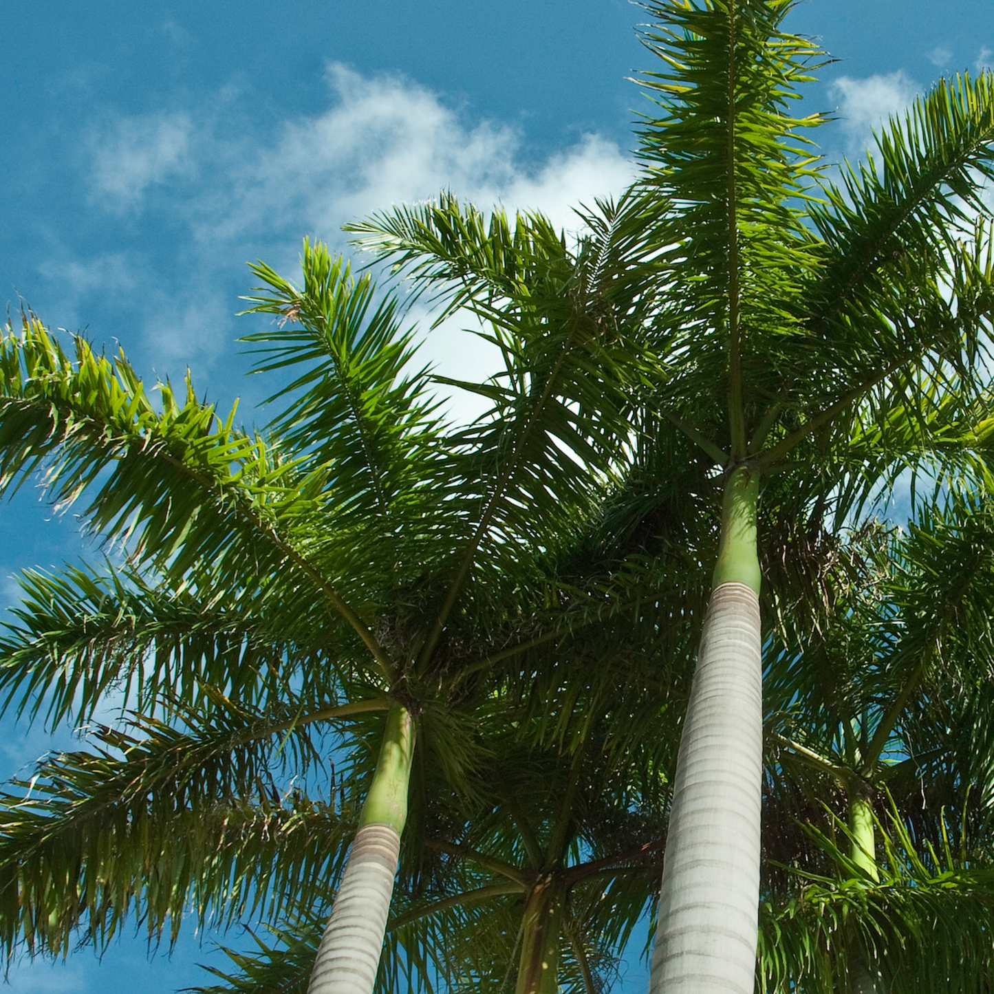 Royal Palm (Roystonea regia) Live Plant