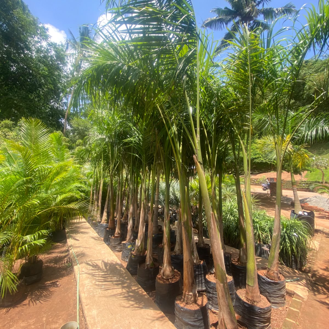Royal Palm (Roystonea regia) Live Plant