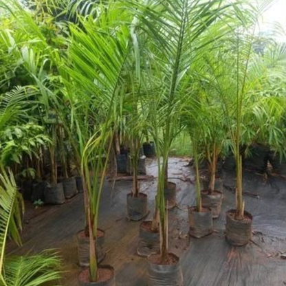 Royal Palm (Roystonea regia) Live Plant