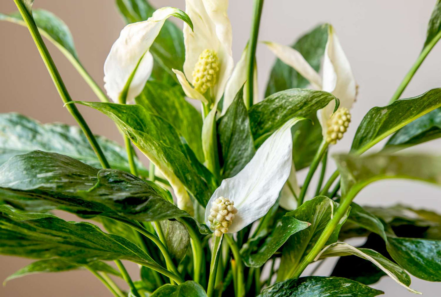 peace lily starlight Peace Lily / Spathiphyllum Variegated Indoor Plant – Bloomica