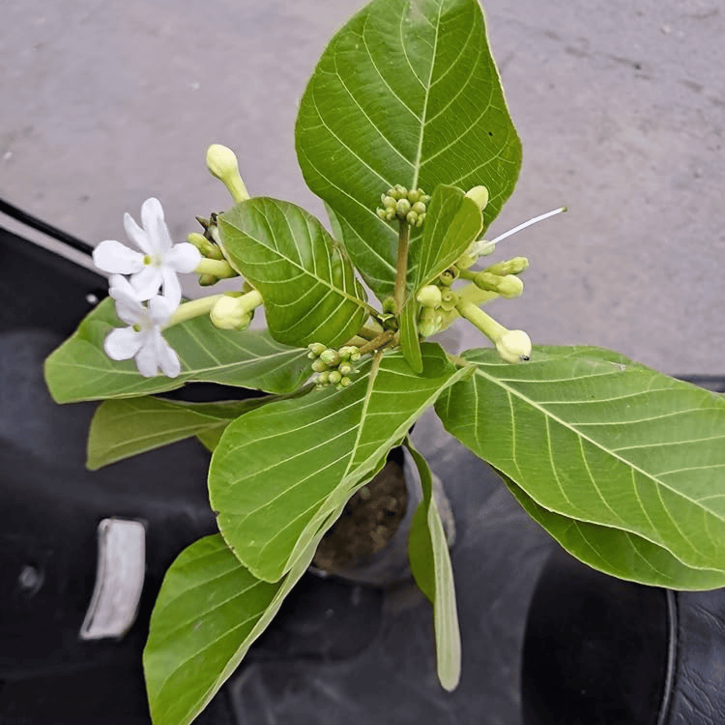 Sea Randa (Guettarda speciosa) Highly Fragrant Flowering Live Plant