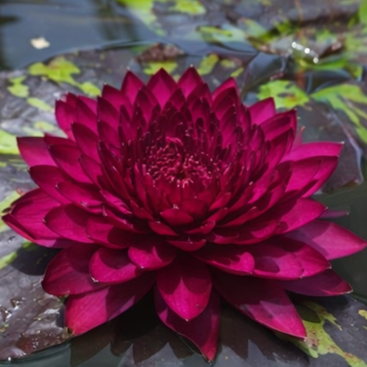 ‘Silent’ Rare Exotic Waterlily – Sprouted Tuber | Deep Magenta Bloom