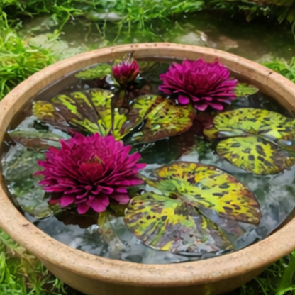 ‘Silent’ Rare Exotic Waterlily – Sprouted Tuber | Deep Magenta Bloom
