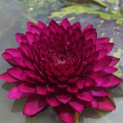 ‘Silent’ Rare Exotic Waterlily – Sprouted Tuber | Deep Magenta Bloom