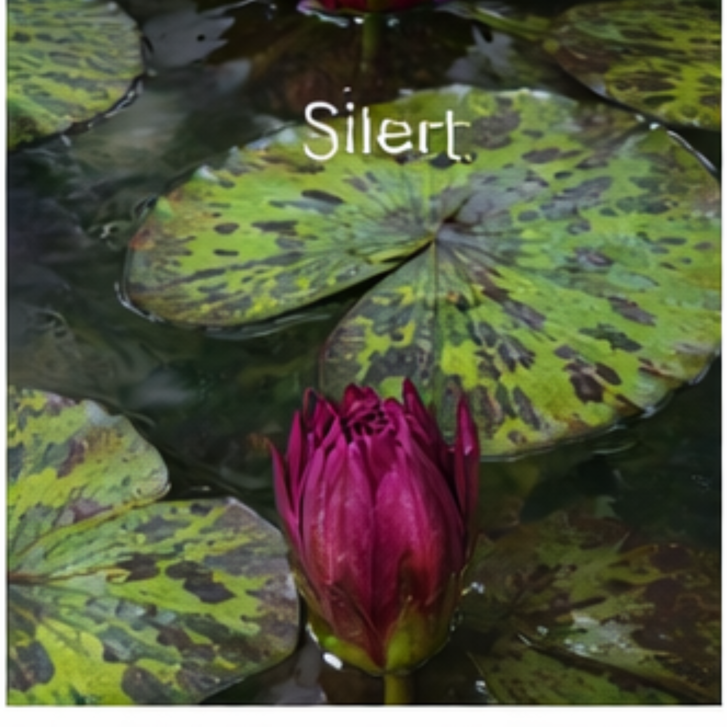‘Silent’ Rare Exotic Waterlily – Sprouted Tuber | Deep Magenta Bloom