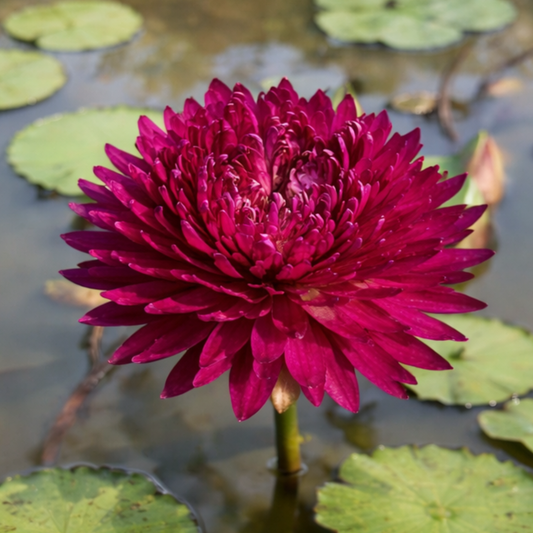 Smile of Thailand – Rare Exotic Tropical Waterlily (Sprouted Tuber)