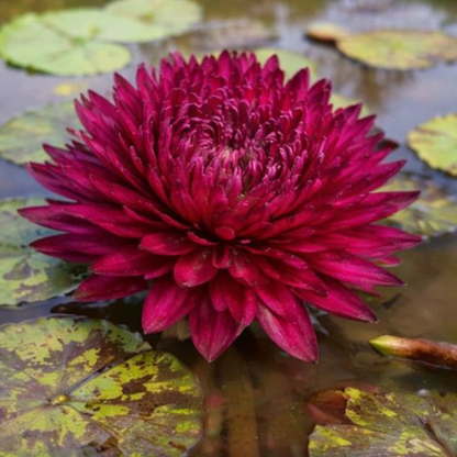 Smile of Thailand – Rare Exotic Tropical Waterlily (Sprouted Tuber)