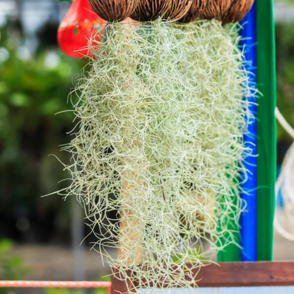air plant in spanish Spanish Moss (Tillandsia usneoides) Air Plant – Bloomica