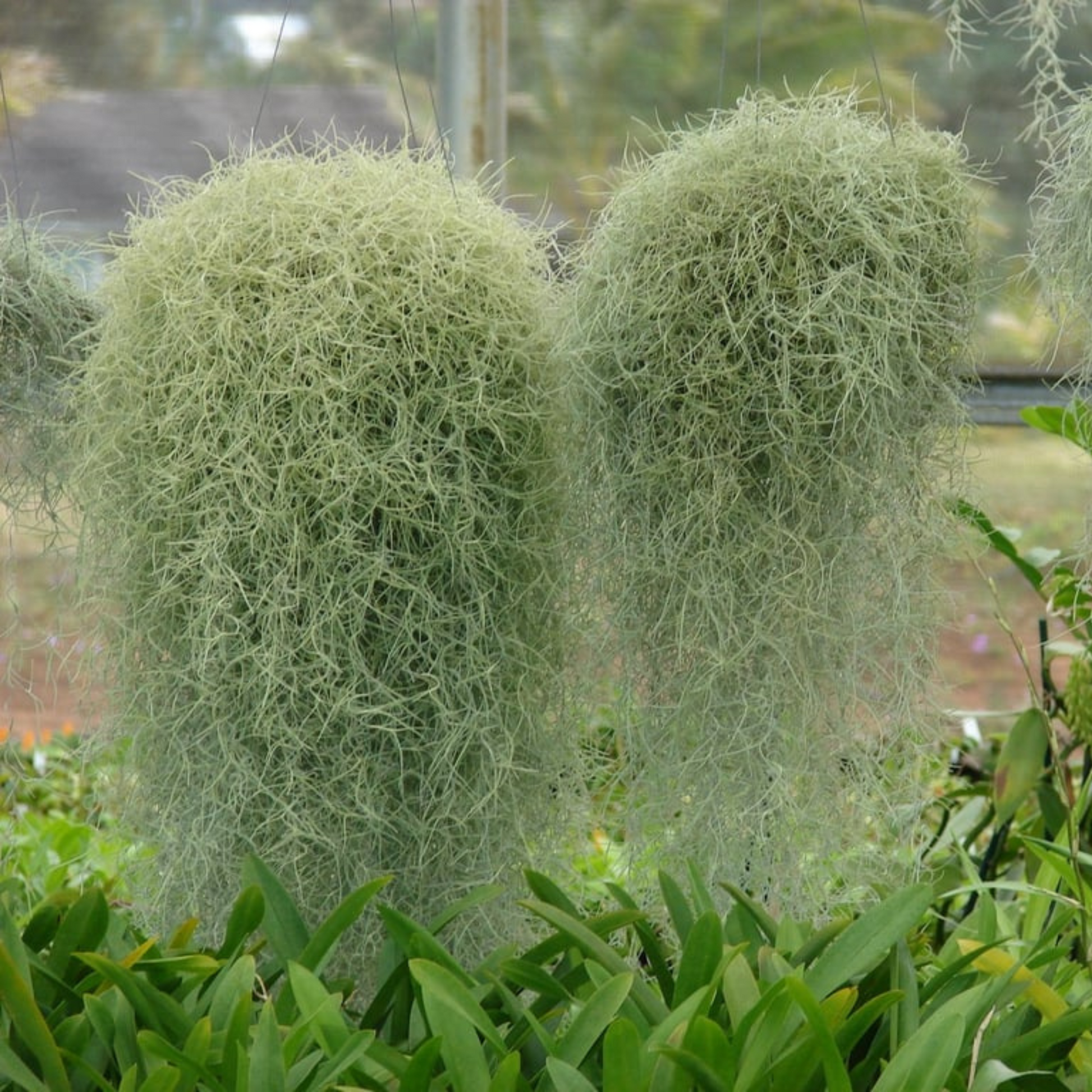 air plant beard Spanish Moss (Tillandsia usneoides) Air Plant – Bloomica