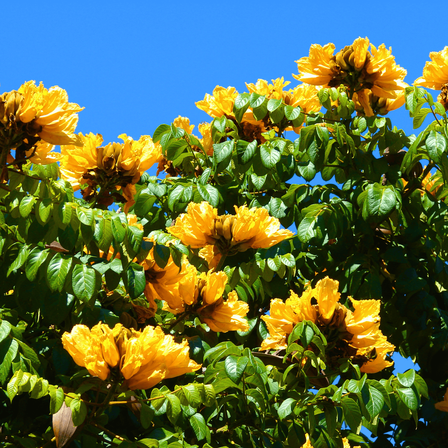 Spathodea Campanulata Yellow (African tulip tree) Live Plant