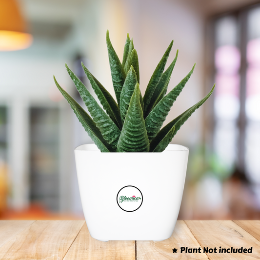 Square Indoor Planter / Pot with Inner Tray - White Colour