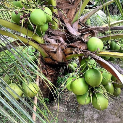 Srilankan Coconut Tree Plant