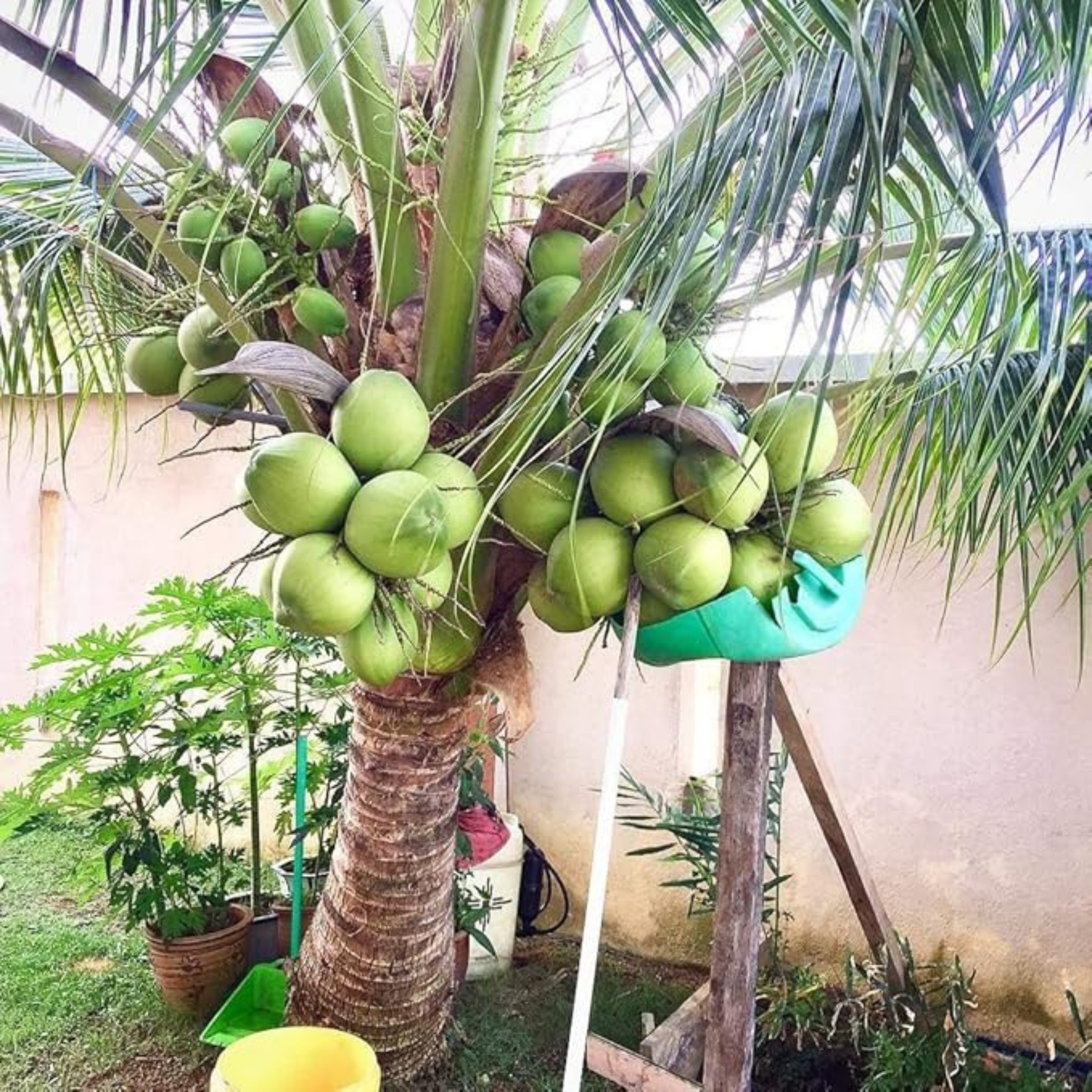 Srilankan Coconut Tree Plant