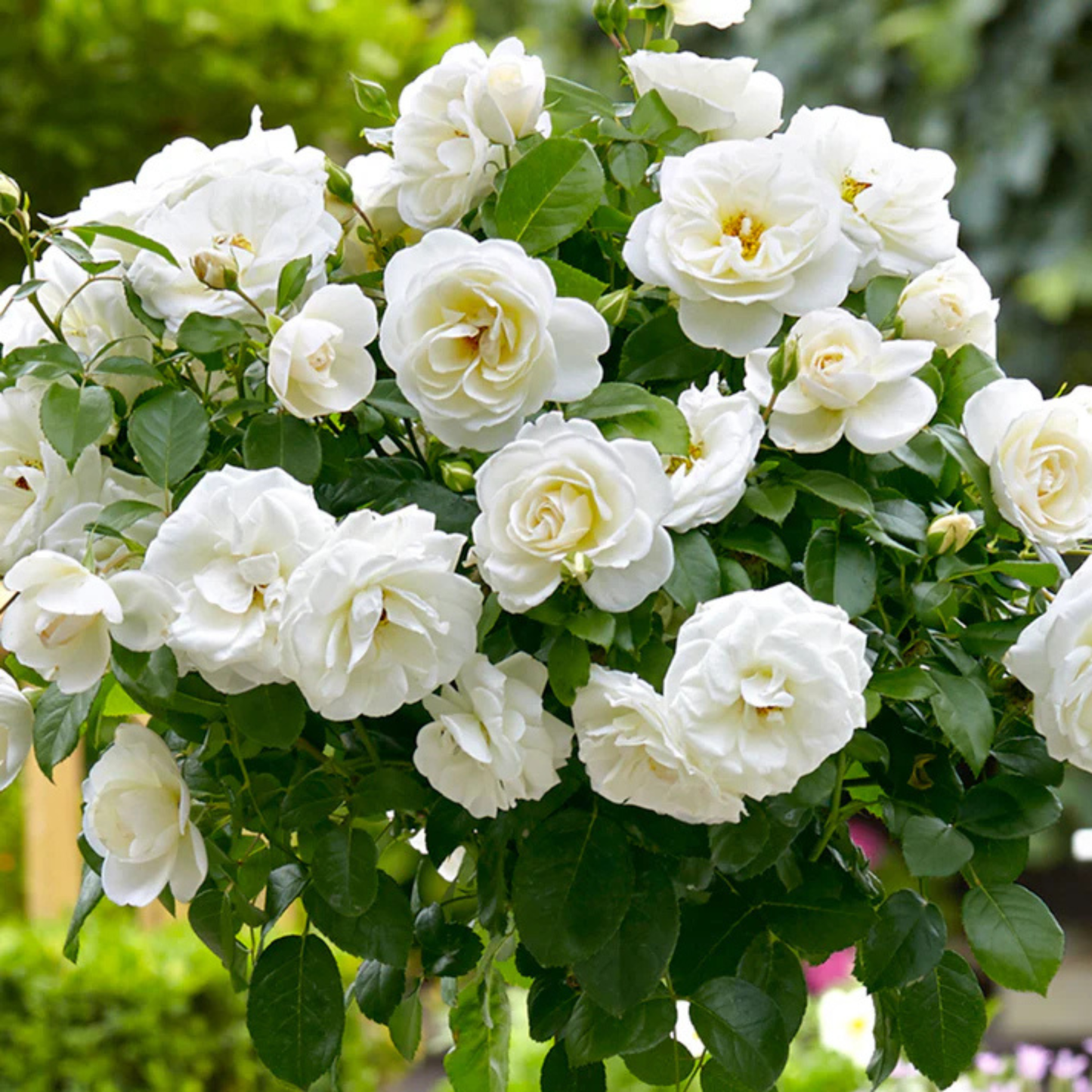 Standard Rose White Grafted Rare Flowering Live Plant