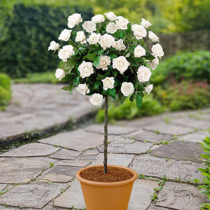 Standard Rose White Grafted Rare Flowering Live Plant