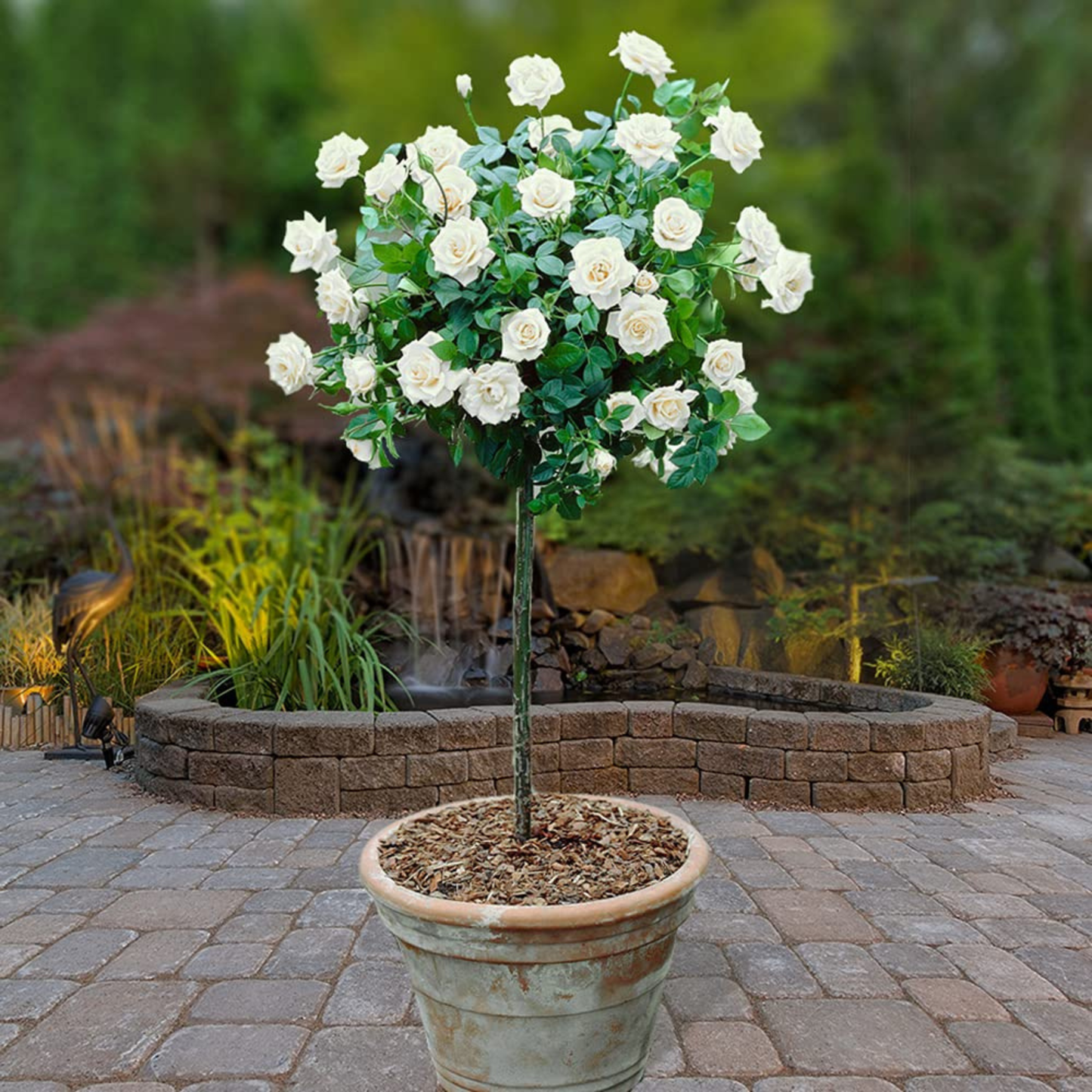Standard Rose White Grafted Rare Flowering Live Plant