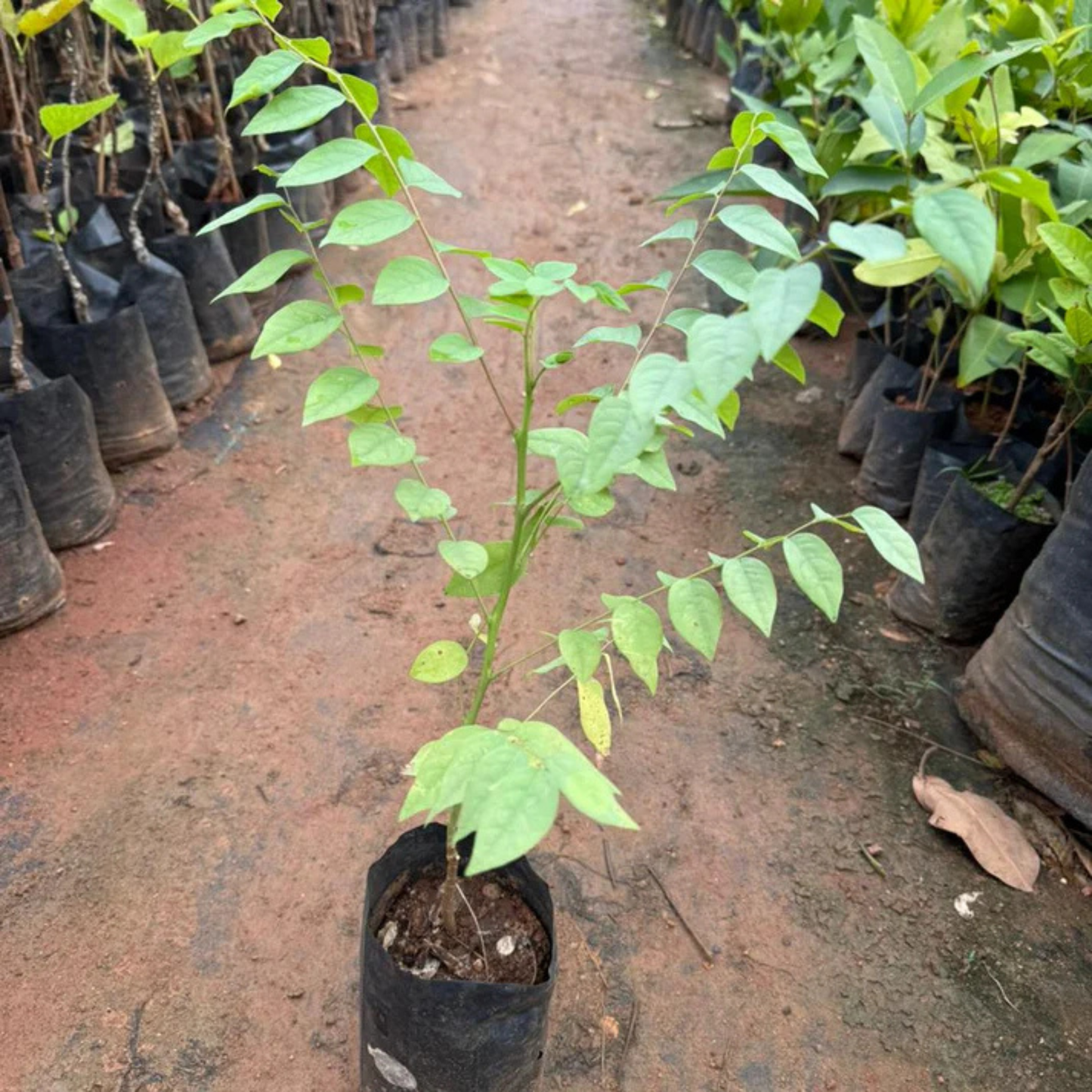 Star Gooseberry Fruit Live Plant (Phyllanthus acidus)