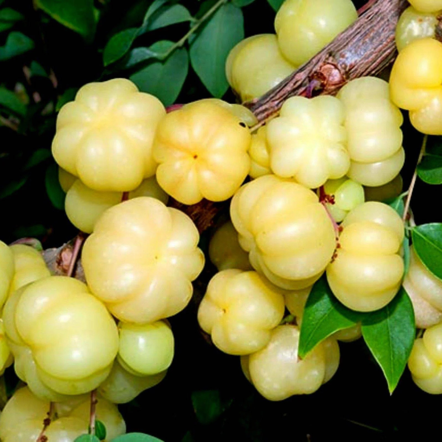 Star Gooseberry Fruit Live Plant (Phyllanthus acidus)