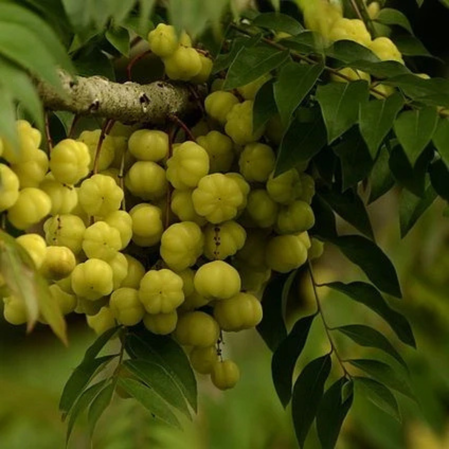 Star Gooseberry Fruit Live Plant (Phyllanthus acidus)