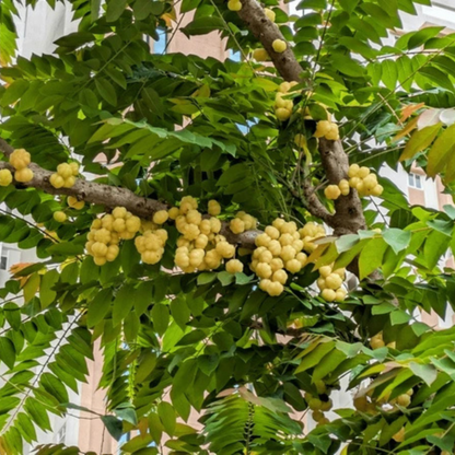 Star Gooseberry Fruit Live Plant (Phyllanthus acidus)