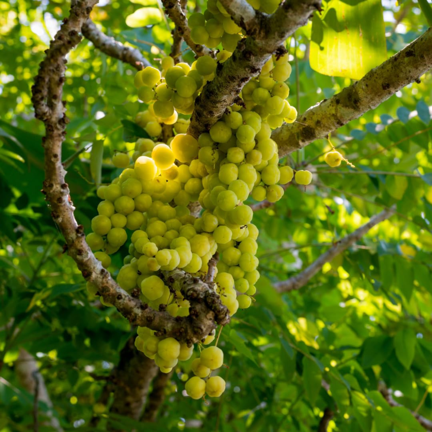 Star Gooseberry Fruit Live Plant (Phyllanthus acidus)