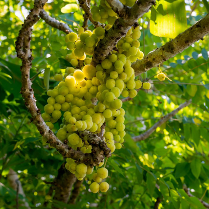Star Gooseberry Fruit Live Plant (Phyllanthus acidus)