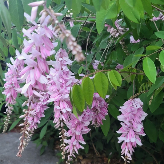Summer Wisteria (Indigofera decora) Rare Flowering Live Plant