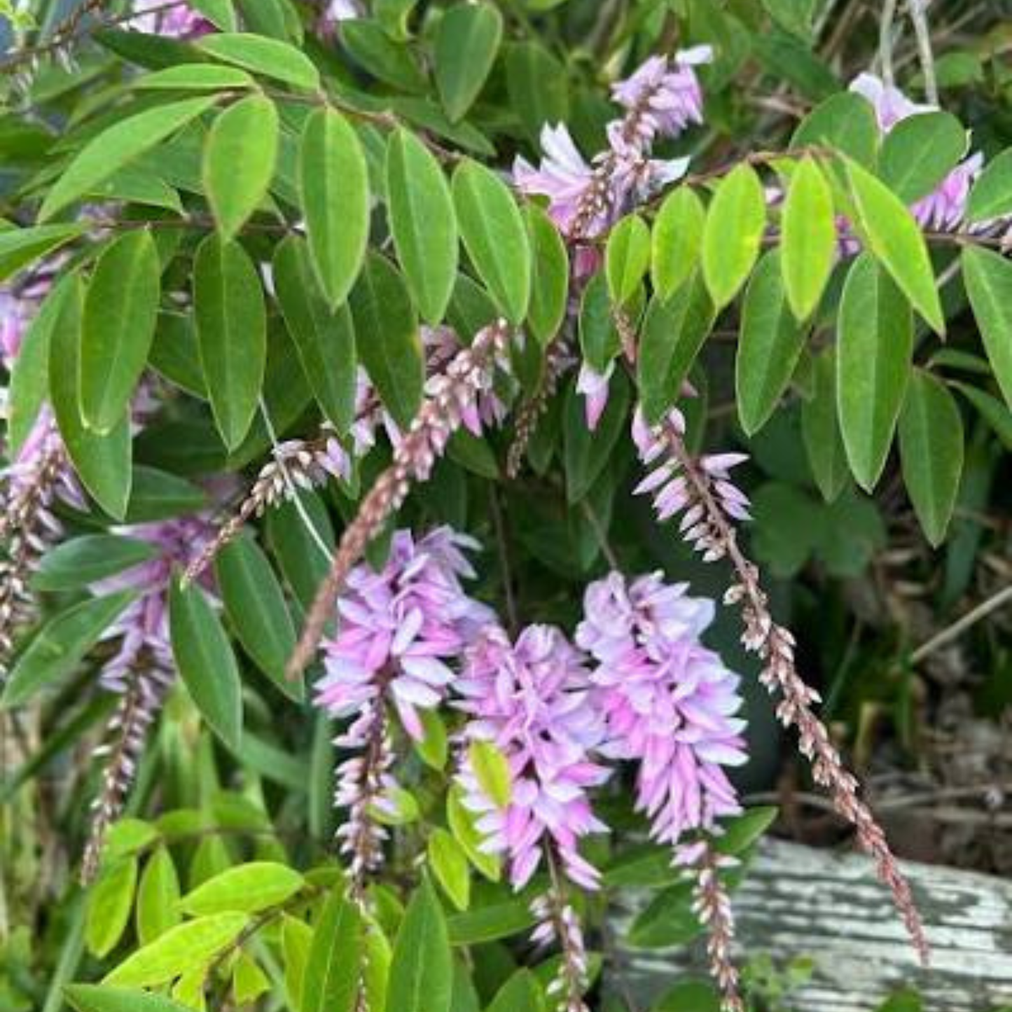 Summer Wisteria (Indigofera decora) Rare Flowering Live Plant