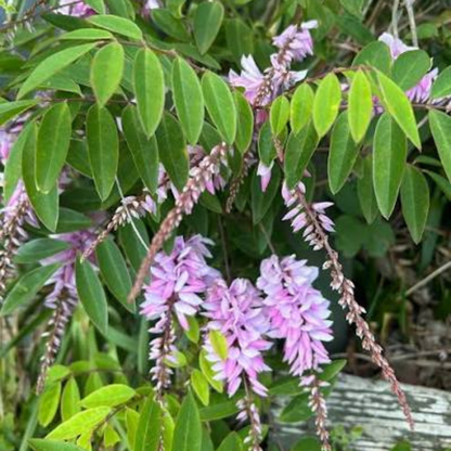 Summer Wisteria (Indigofera decora) Rare Flowering Live Plant