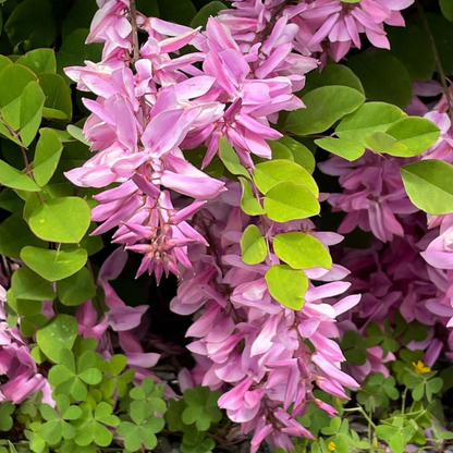 Summer Wisteria (Indigofera decora) Rare Flowering Live Plant