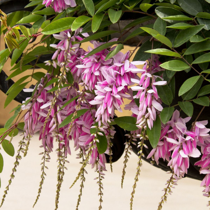 Summer Wisteria (Indigofera decora) Rare Flowering Live Plant