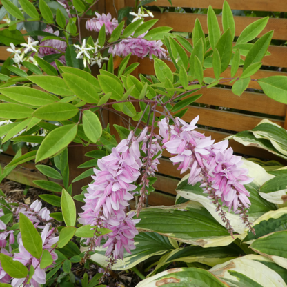 Summer Wisteria (Indigofera decora) Rare Flowering Live Plant