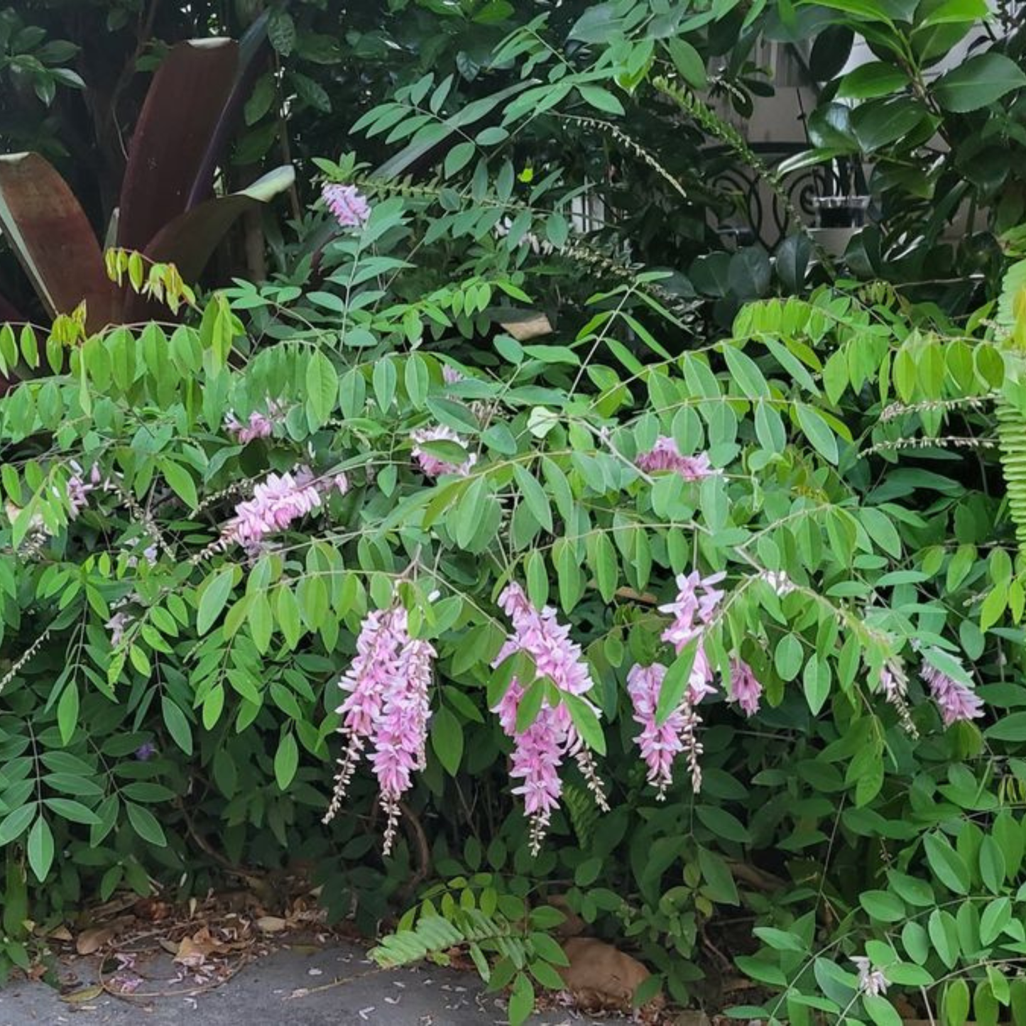 Summer Wisteria (Indigofera decora) Rare Flowering Live Plant