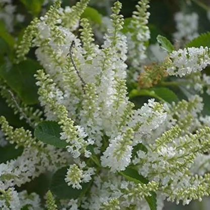 Sweet Almond Bush (Aloysia virgata) Live Plant
