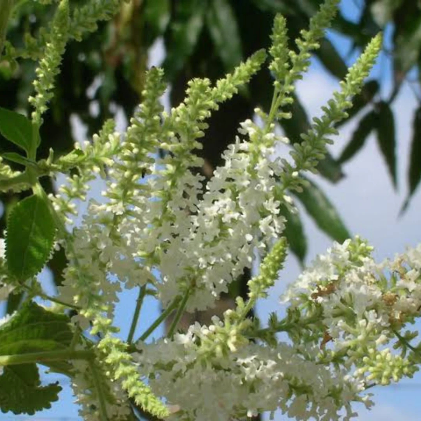 Sweet Almond Bush (Aloysia virgata) Live Plant