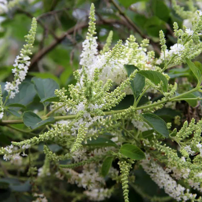 Sweet Almond Bush (Aloysia virgata) Live Plant