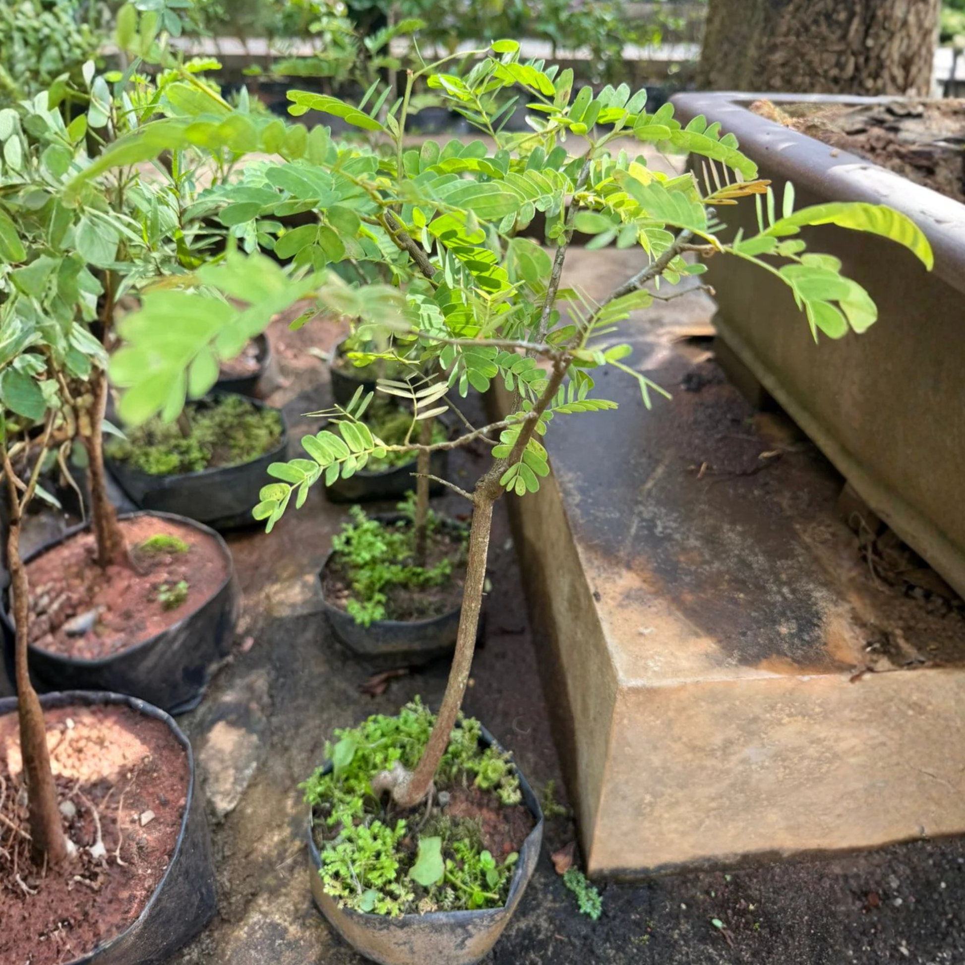 tamarind bonsai tree for sale Tamarind Tree Bonsai (Tamarindus Indica) – Live Miniature Fruit Tree