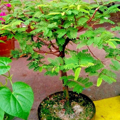 imli plant in pot Tamarind Tree Bonsai (Tamarindus Indica) – Live Miniature Fruit Tree