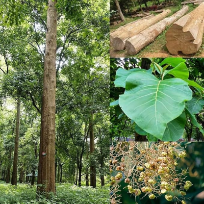 Teak Tree (Tectona grandis) – Premium Timber Plant