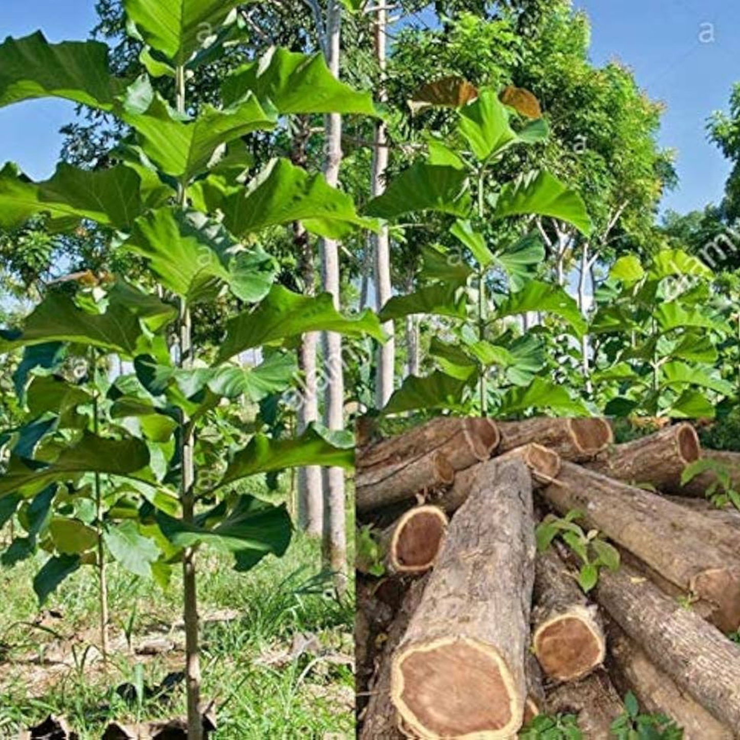 Teak Tree (Tectona grandis) – Premium Timber Plant
