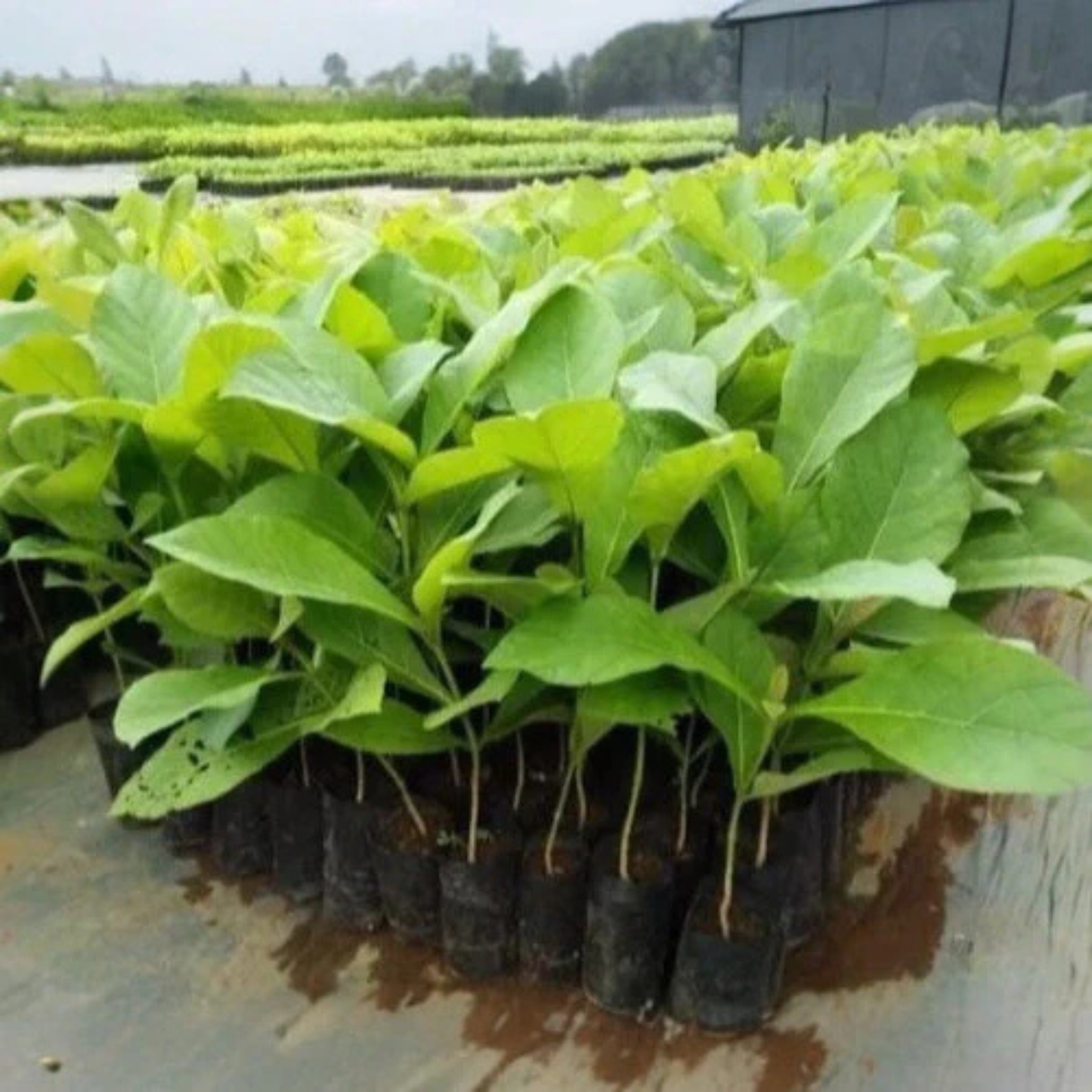 Teak Tree (Tectona grandis) – Premium Timber Plant