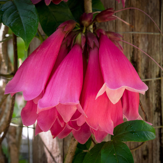 Tecomanthe Hillii (Island Creeper) Flowering Live Plant