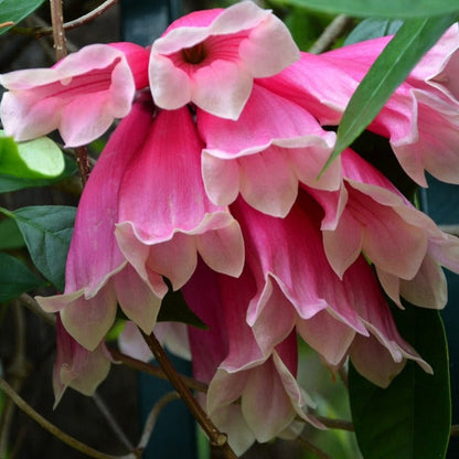 Tecomanthe Hillii (Island Creeper) Flowering Live Plant