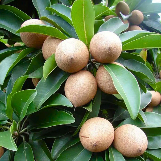 Thai Kalapatti Chiku Sapota Grafted Live Plant