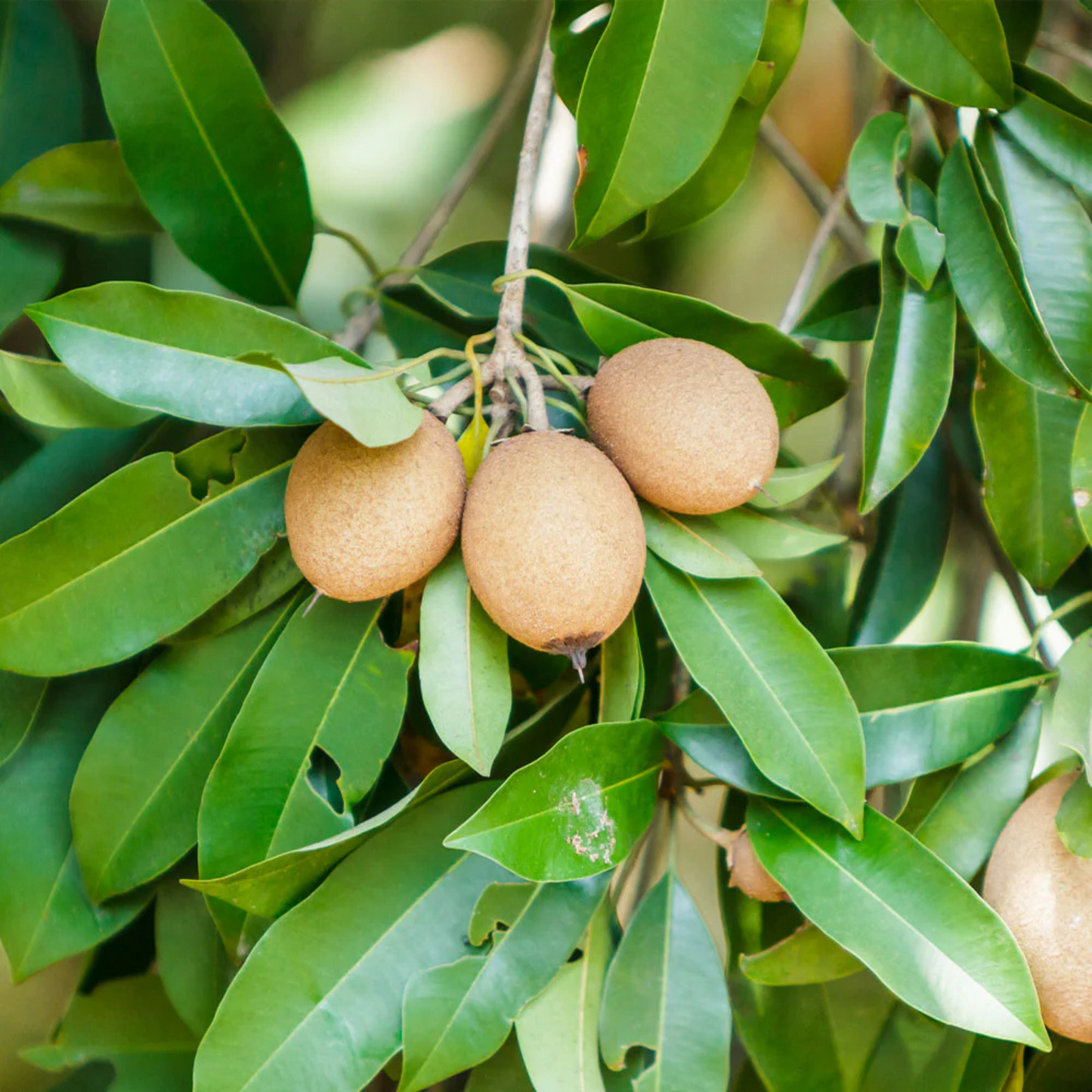 Thai Kalapatti Chiku Sapota Grafted Live Plant