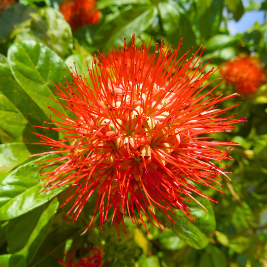 Thailand Powderpuff (Combretum constrictum) Rare Flowering Live Plant