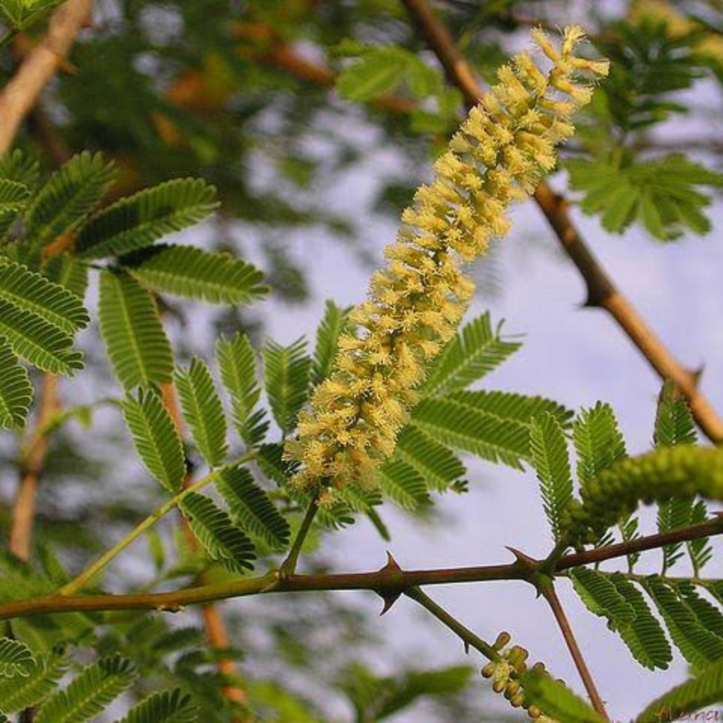 Thiruvathirai (Ardra) Nakshatra Tree – Sengarungali Maram (Red Sanders / Pterocarpus santalinus) Live Plant