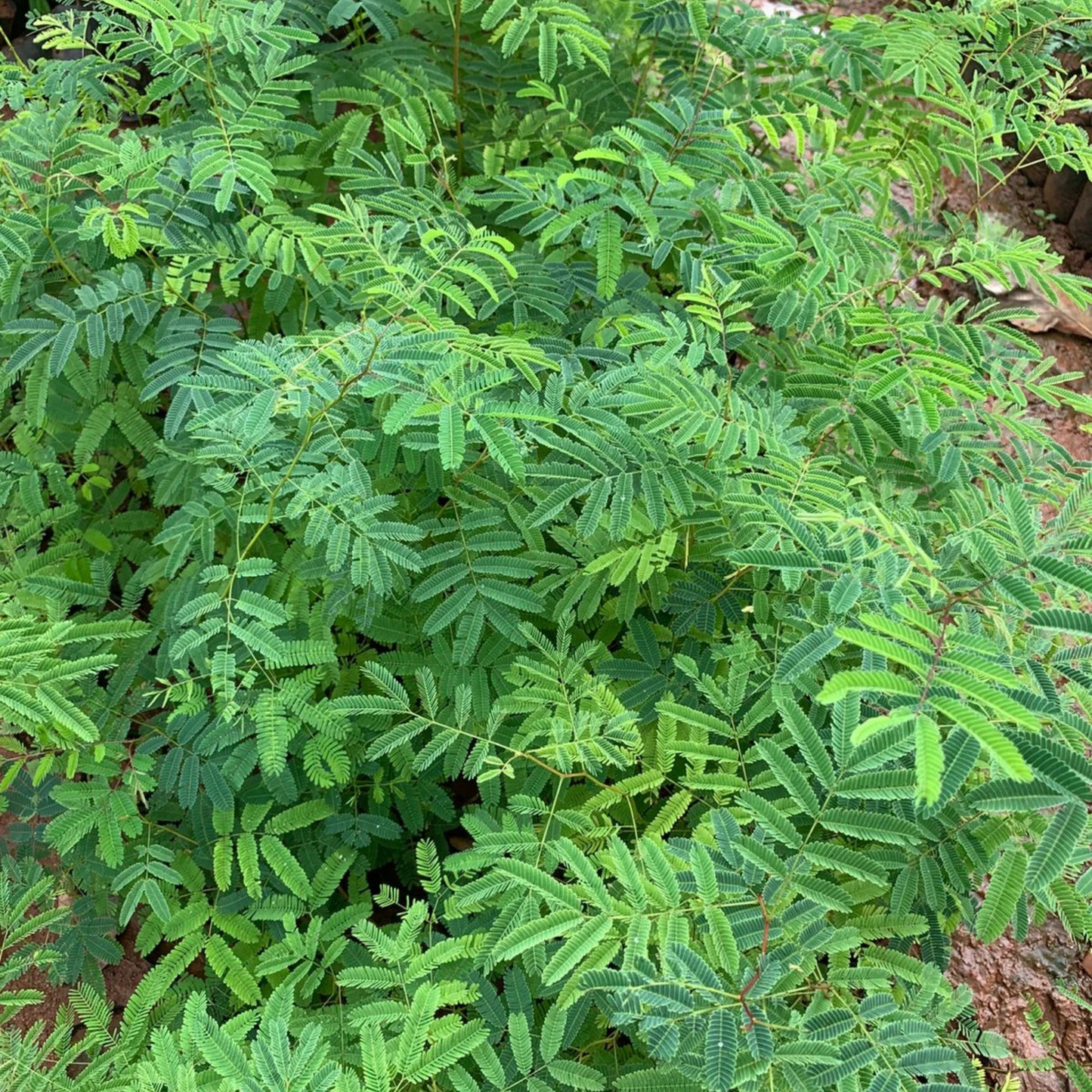 Thiruvathirai (Ardra) Nakshatra Tree – Sengarungali Maram (Red Sanders / Pterocarpus santalinus) Live Plant