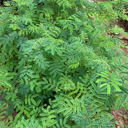 Thiruvathirai (Ardra) Nakshatra Tree – Sengarungali Maram (Red Sanders / Pterocarpus santalinus) Live Plant